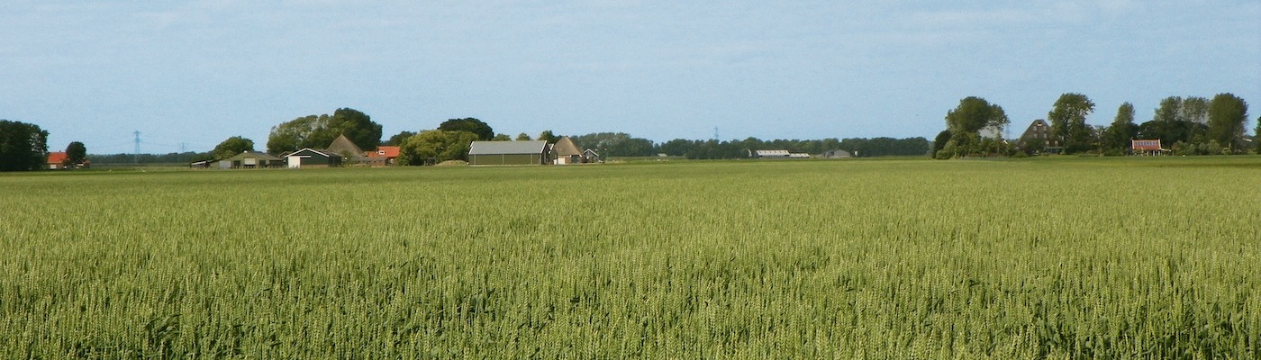 tarweveld2